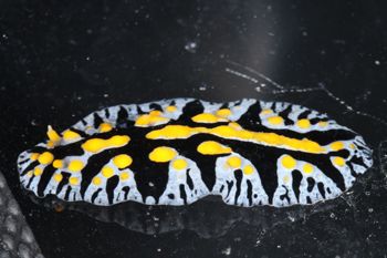 Media type: image;   Malacology 393774 Description: live specimen;